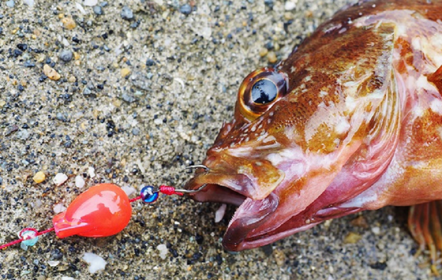 仕掛け 魚 写真