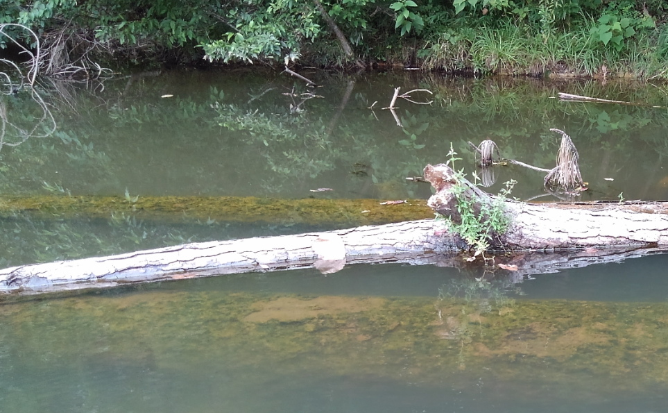 倒木を見つけた！大きな水没障害物周りからバスを釣るにはどうすればいいの？