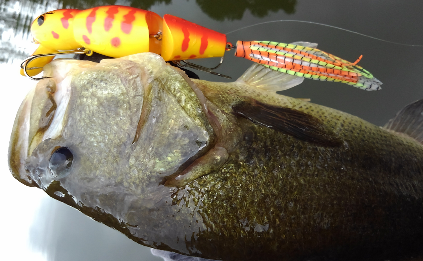 ルアー　バス　写真