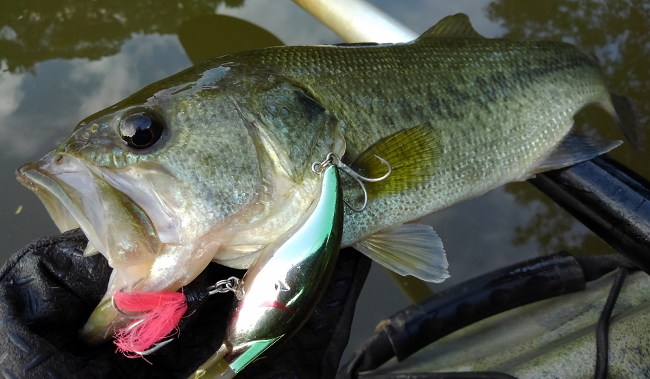 バス ルアー 写真