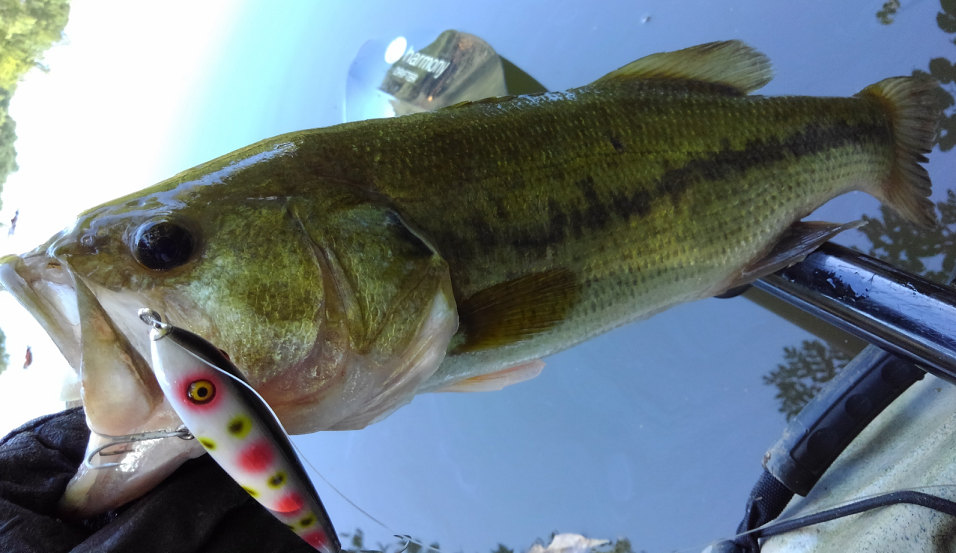 バス ルアー 写真