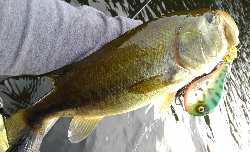 バス　ルアー　写真