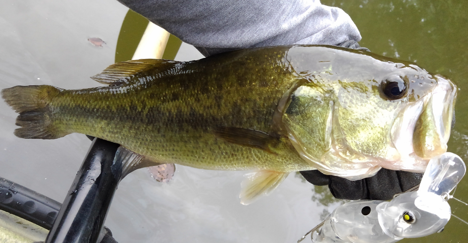 バス　ルアー　写真