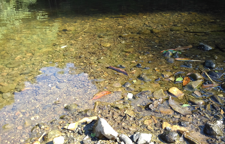 浅瀬で群れる小魚を見つけた！ほとんど水深のないエリアでバスは釣れるの？