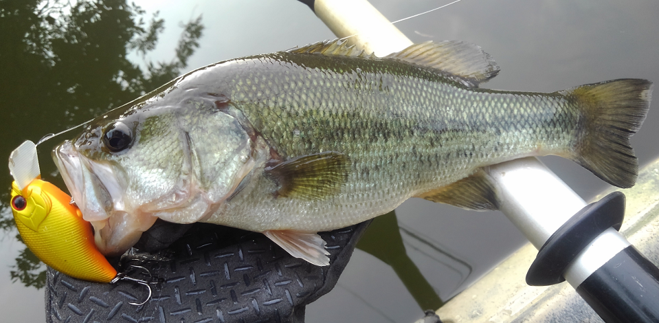 バス　ルアー　写真