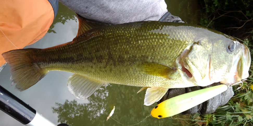 バス　ルアー　写真