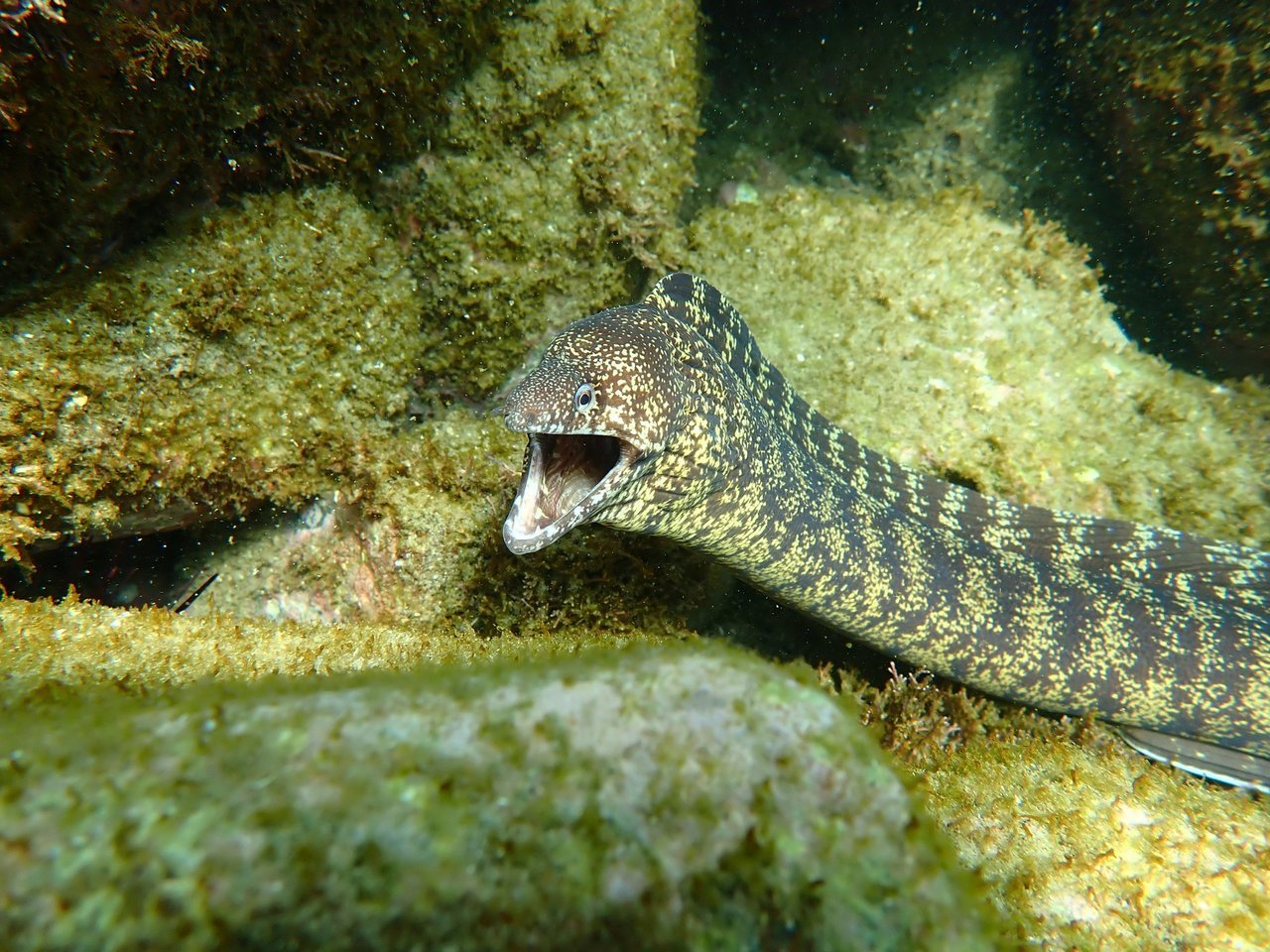 ウツボは危険な海の生き物 生態や釣り方 食べ方まで詳しくチェック 釣りまとめアンテナ