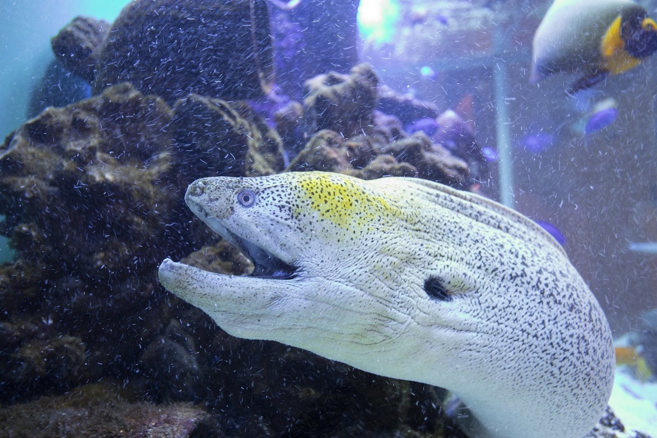 ウツボは危険な海の生き物 生態や釣り方 食べ方まで詳しくチェック