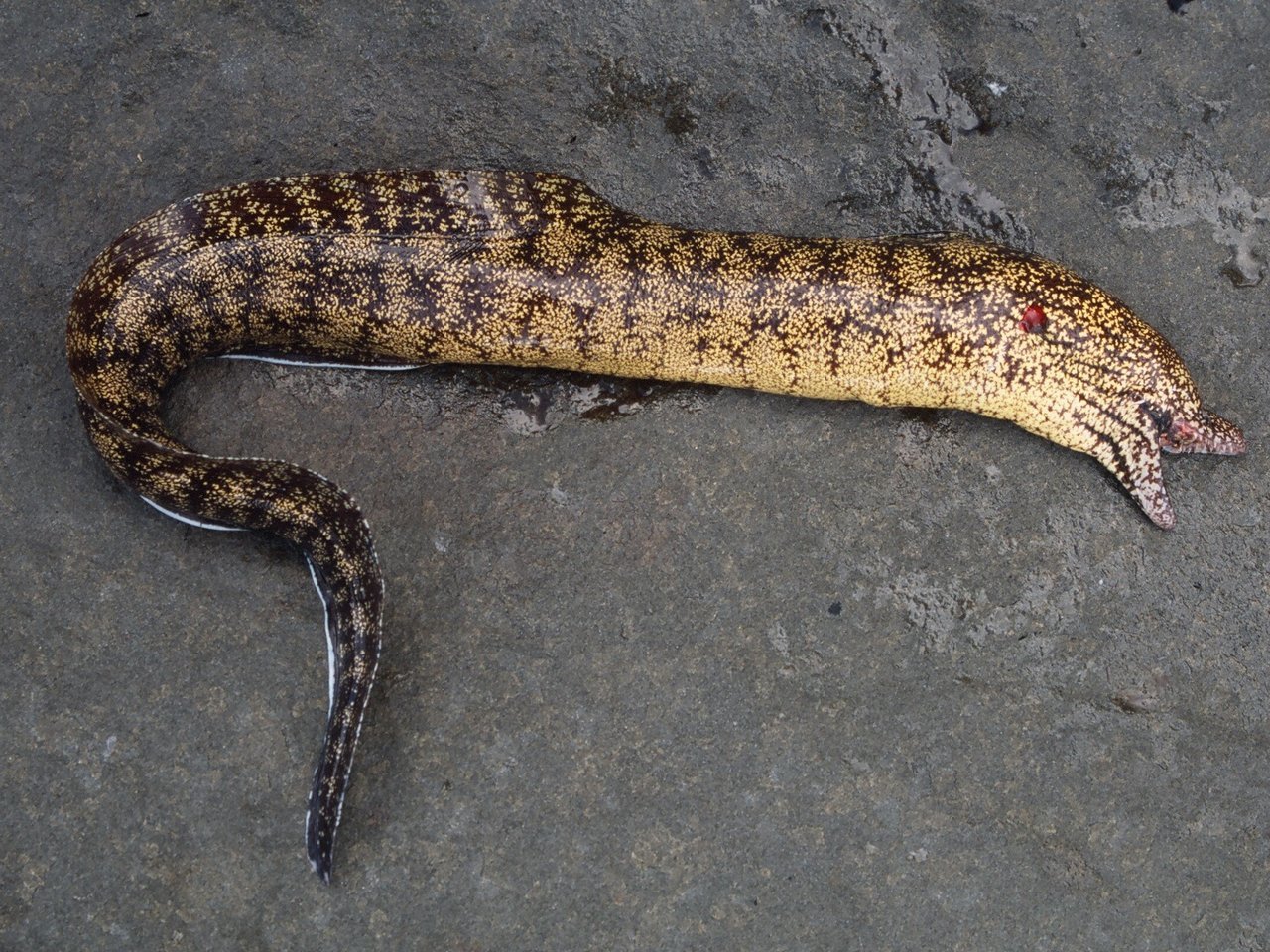 ウツボは危険な海の生き物 生態や釣り方 食べ方まで詳しくチェック