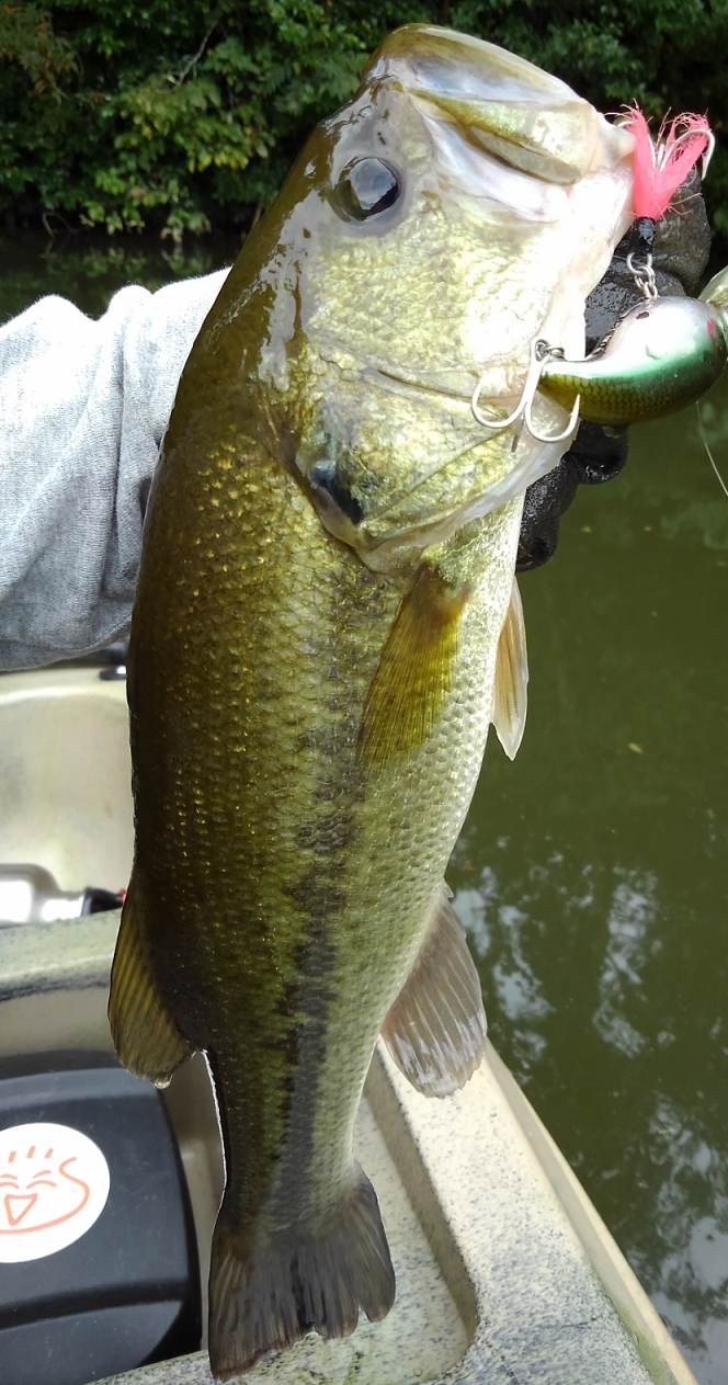 バス　ルアー　写真