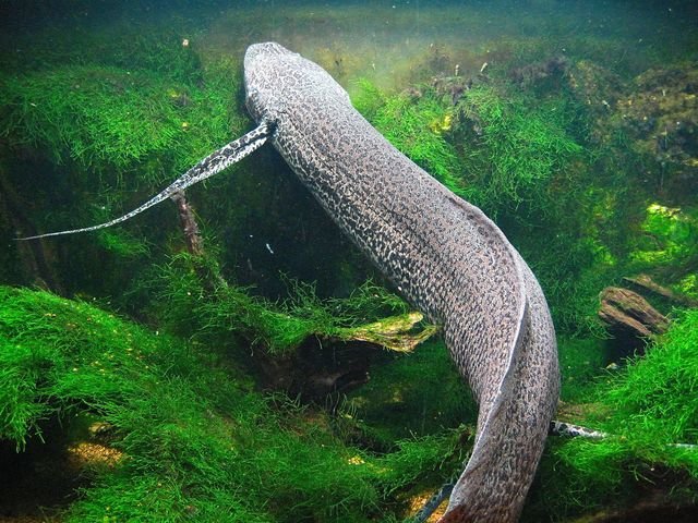 肺魚　ハイギョ