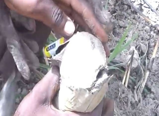 肺魚　ハイギョ　夏眠