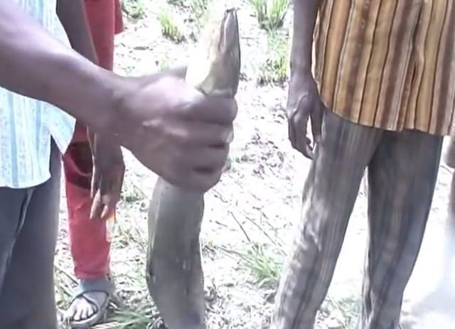 魚　肺魚　YouTube