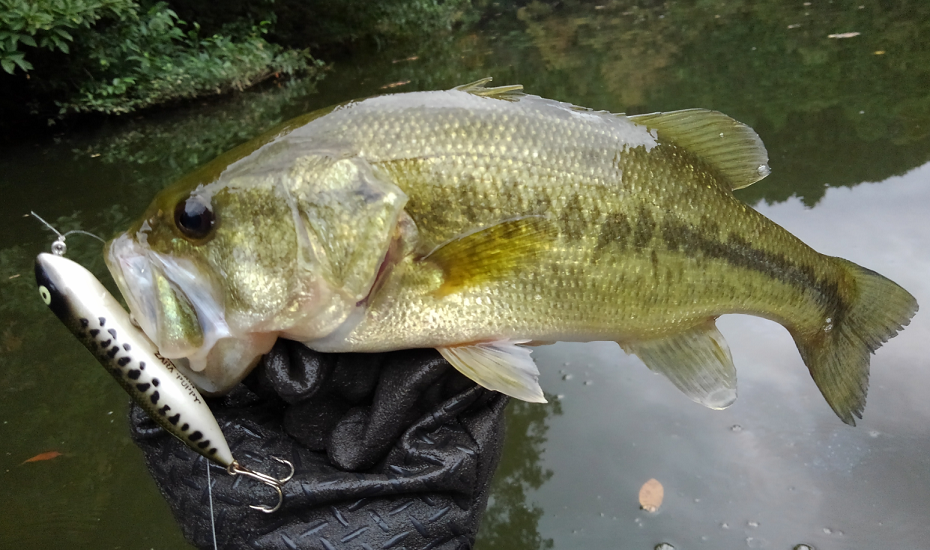 バス　ルアー　写真