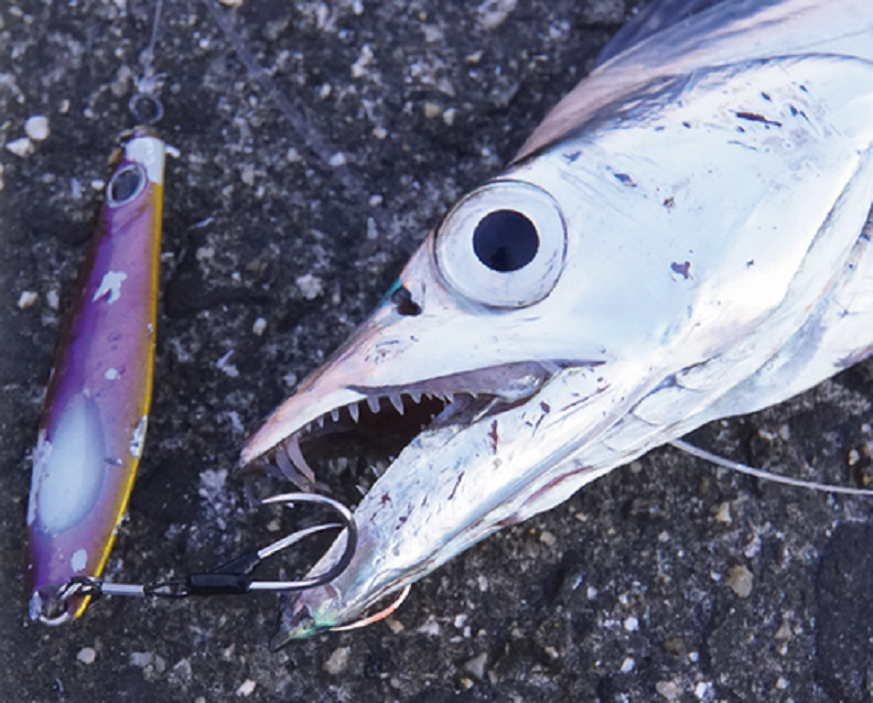 ジグ　魚　写真