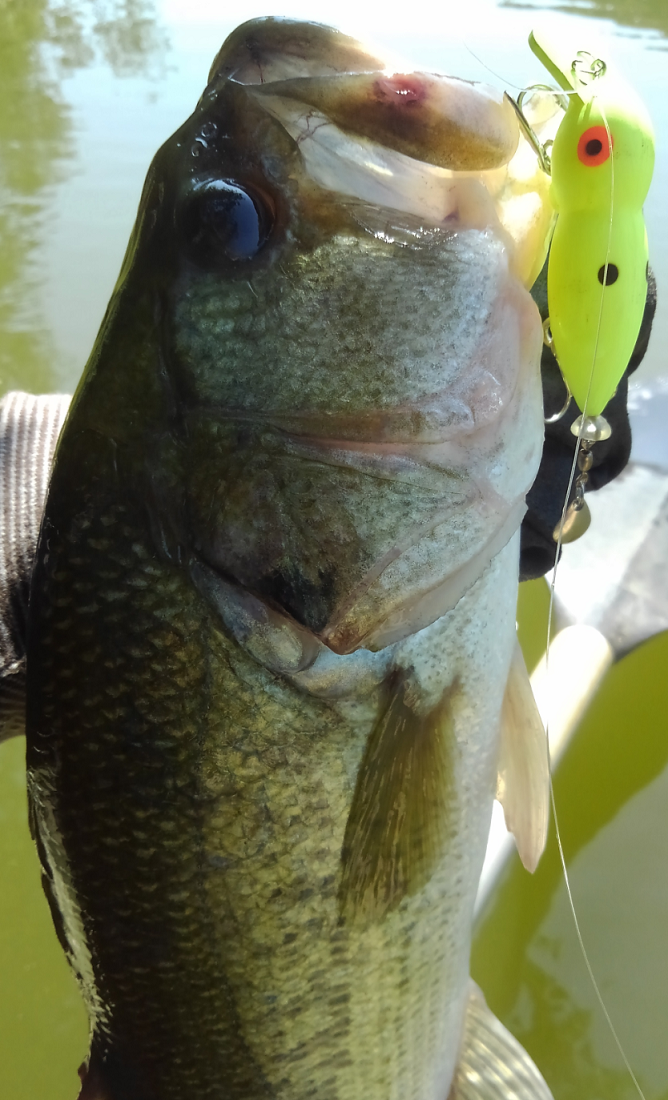 バス ルアー 写真