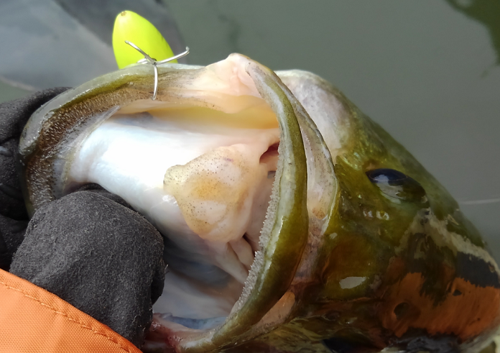 バス ルアー 写真