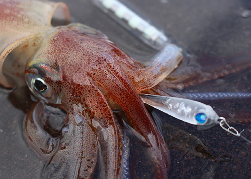 イカ　スッテ　写真