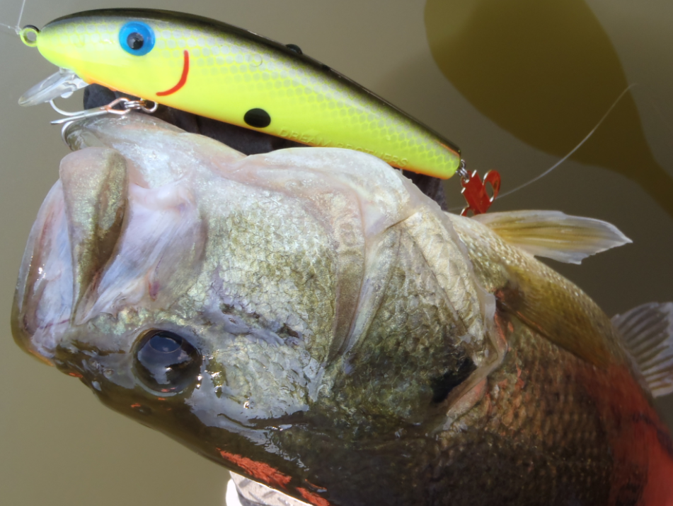 バス　ルアー　写真