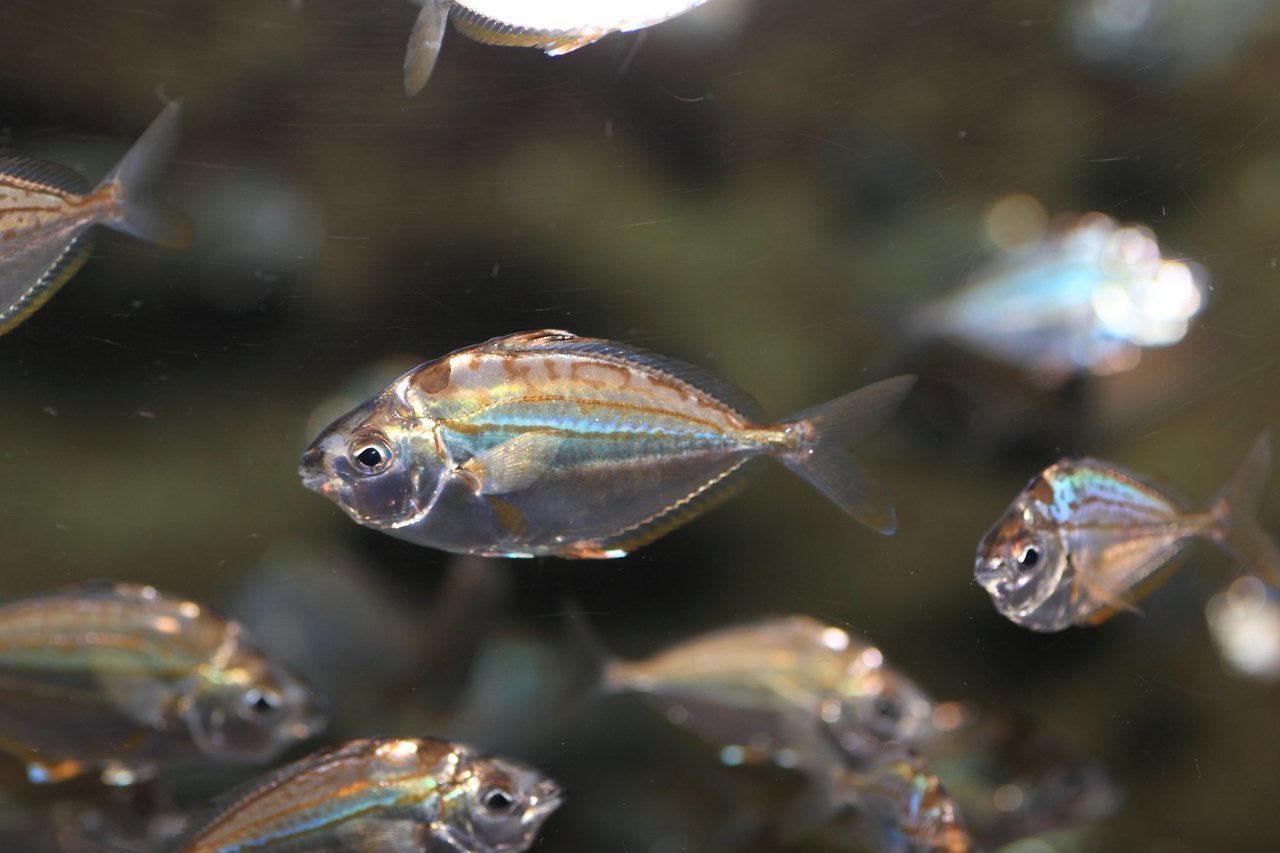 泳ぐヒイラギの写真