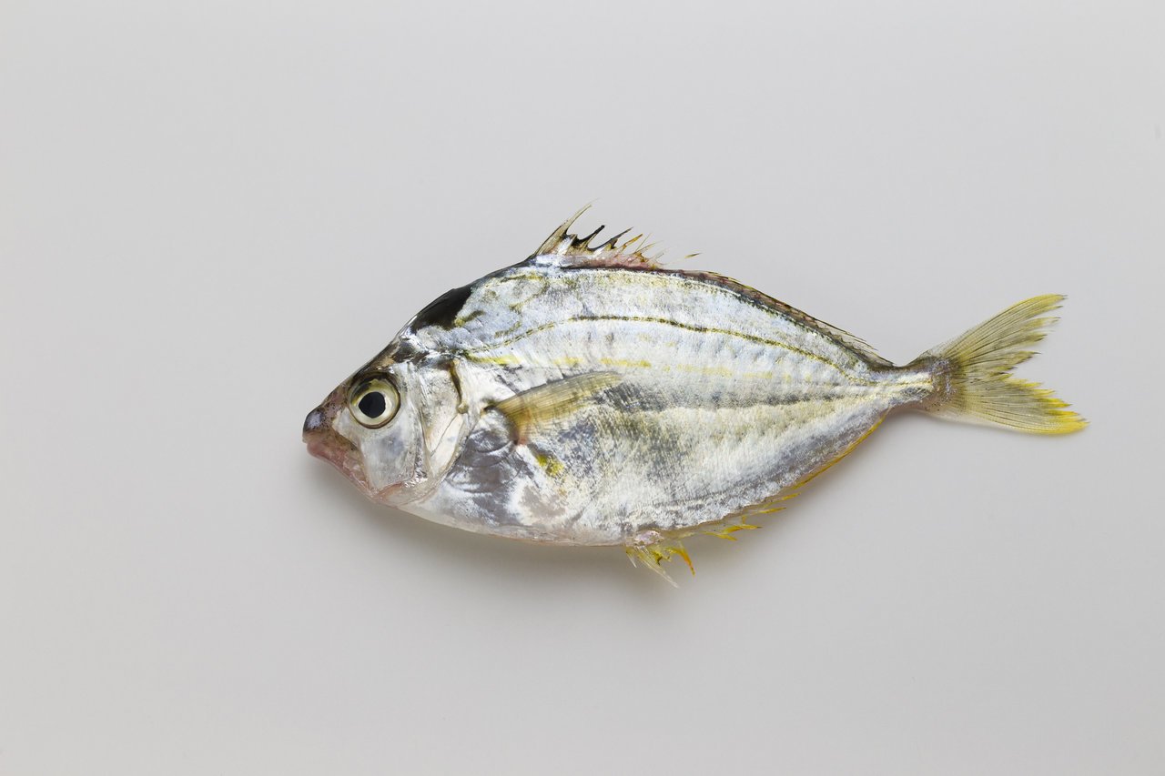 ヒイラギって魚知ってる 防波堤からよく釣れる魚 ヒイラギ について知ろう