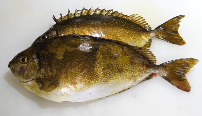 アイゴの釣り特集 トゲが危ない磯魚の値段や釣り方 おすすめ料理法