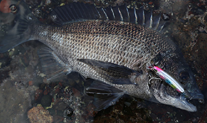 魚　ルアー　写真