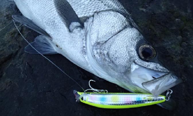 魚　ルアー　写真