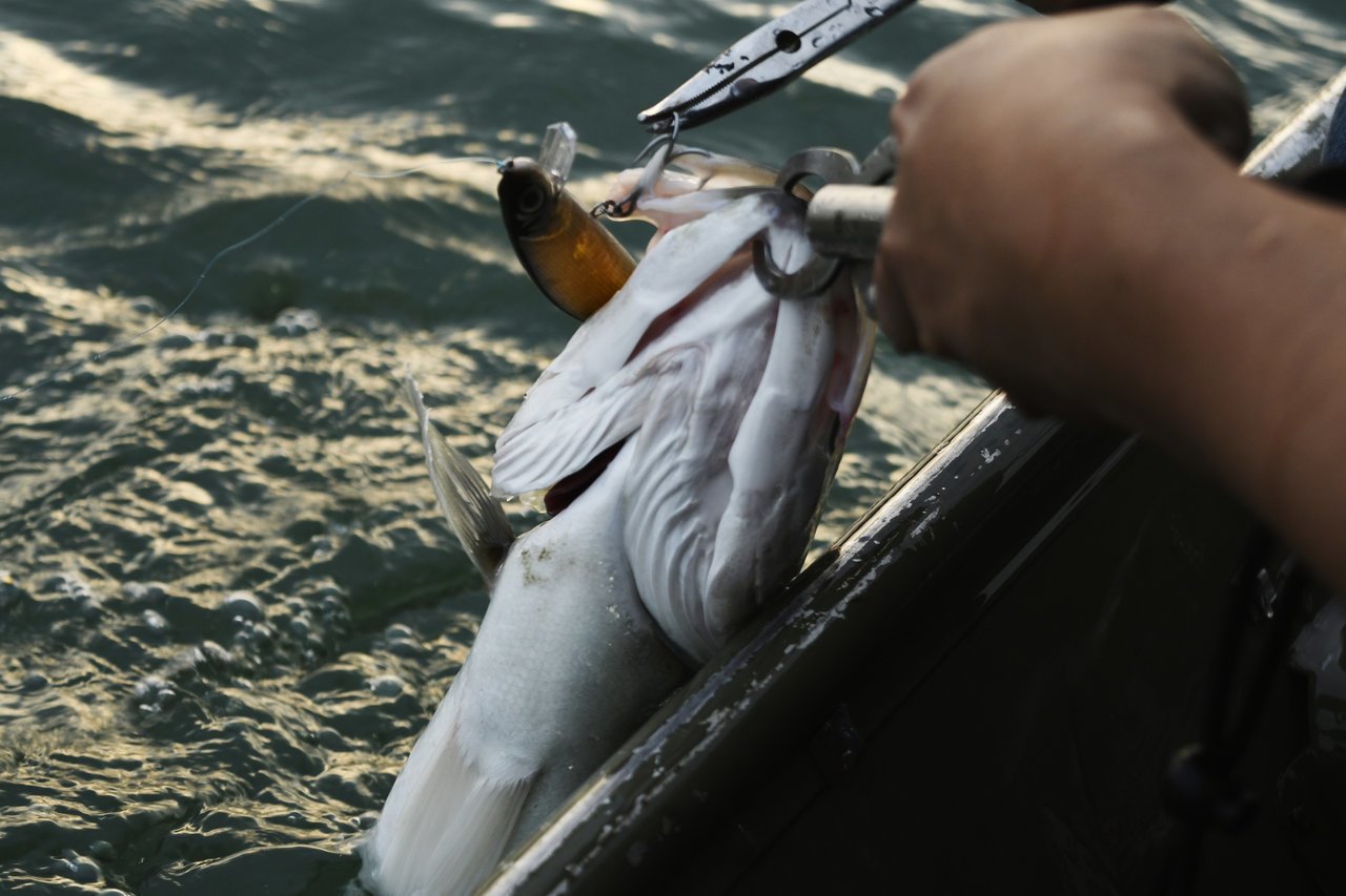 釣り上げられたシーバス（スズキ）の写真