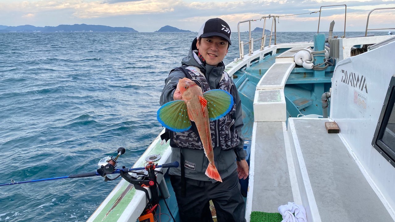 ホウボウって食べたことある 意外と簡単に釣れちゃう高級魚です