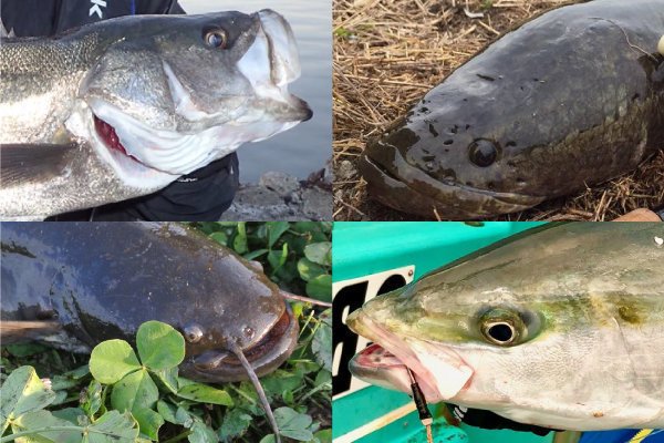 ワイドパワーボウで釣ることのできる、シーバスとナマズと雷魚とブリの写真