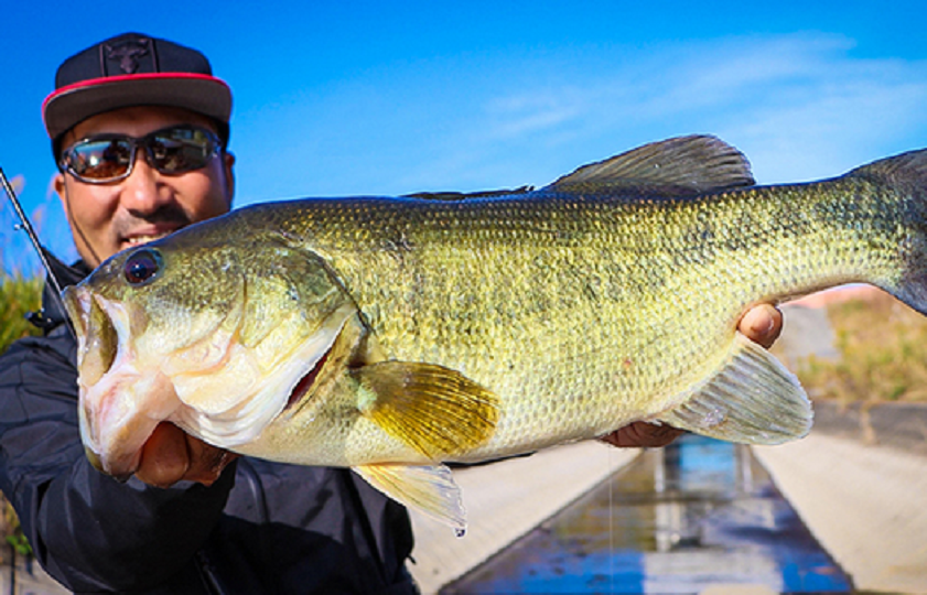 秦拓馬プロがジューブルで仕留めたバス