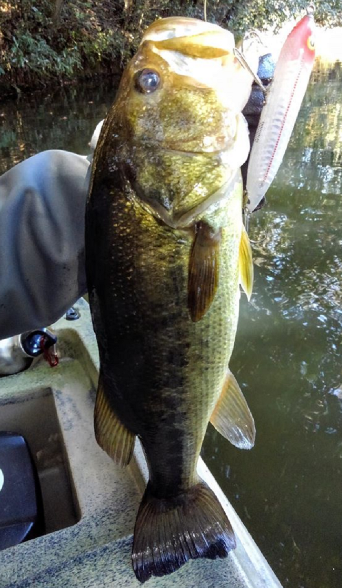ビッグバスも浮いてくるザラスプークXSカラーの実力