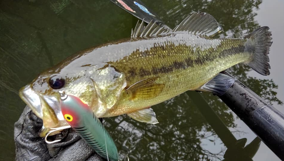 ザラスプークXRGカラーにバスがヒット