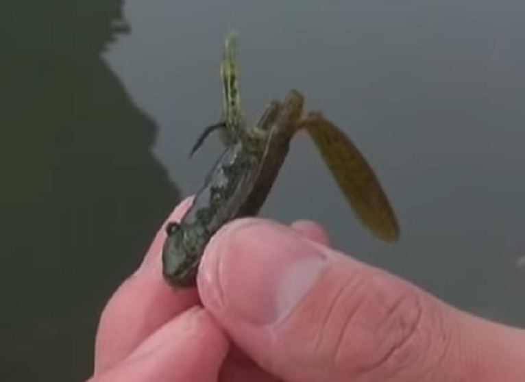 ジグヘッドリグにセットしたパドチュー