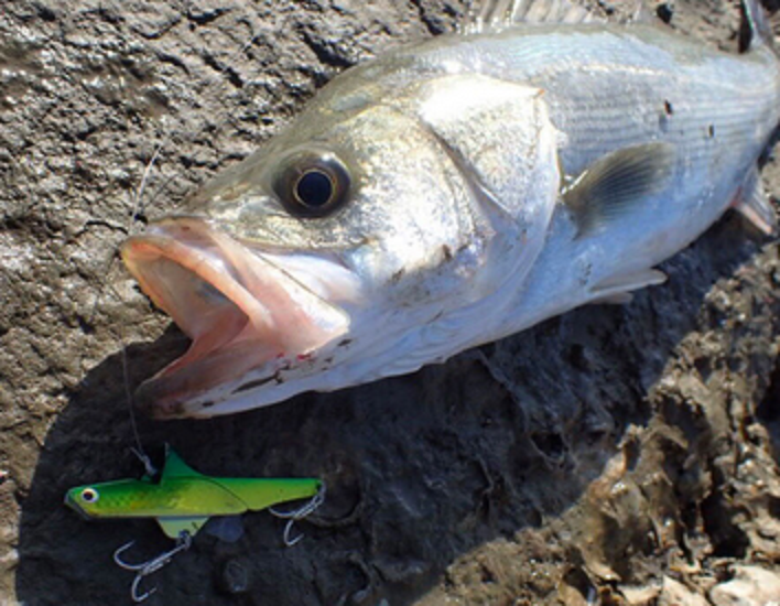 いい感じでシーバス釣れてます！