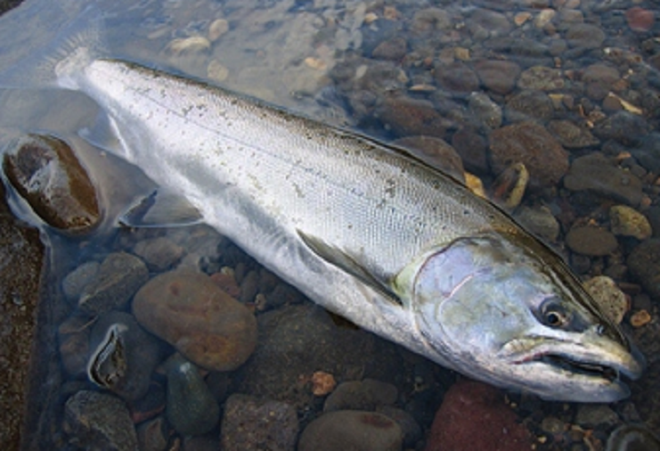 サクラマスがターゲット