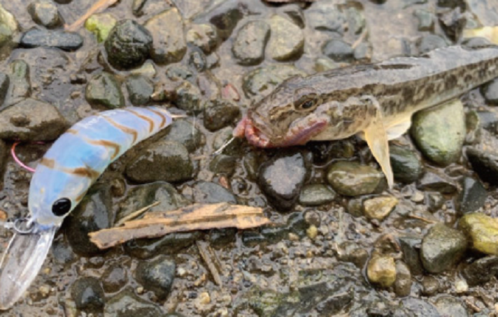 リアフックにエサを付けて誘える