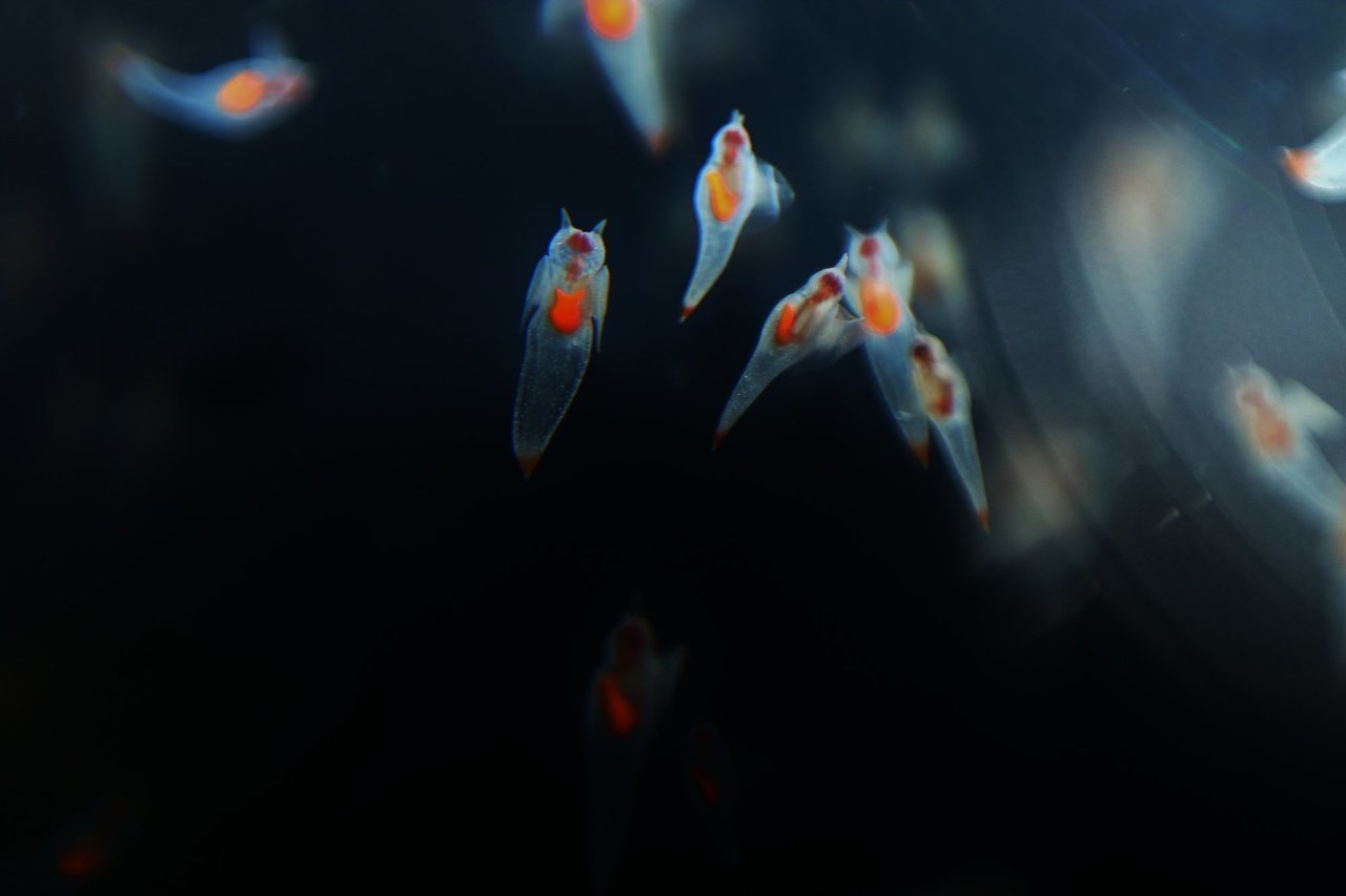 クリオネの群れ