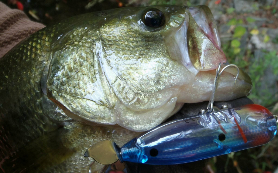 バスとトップウォータープラグの写真