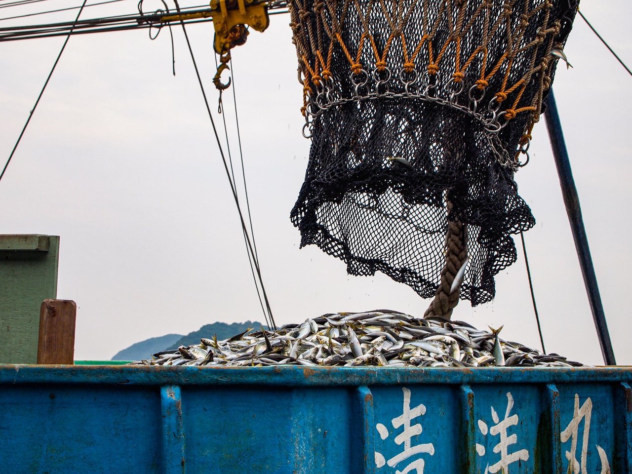 魚の水揚げの写真