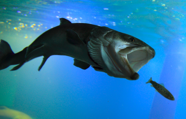 エサの食べ方の違いを魚種別に徹底解説 この違いを知っていれば 釣り方のヒントになること間違いなし