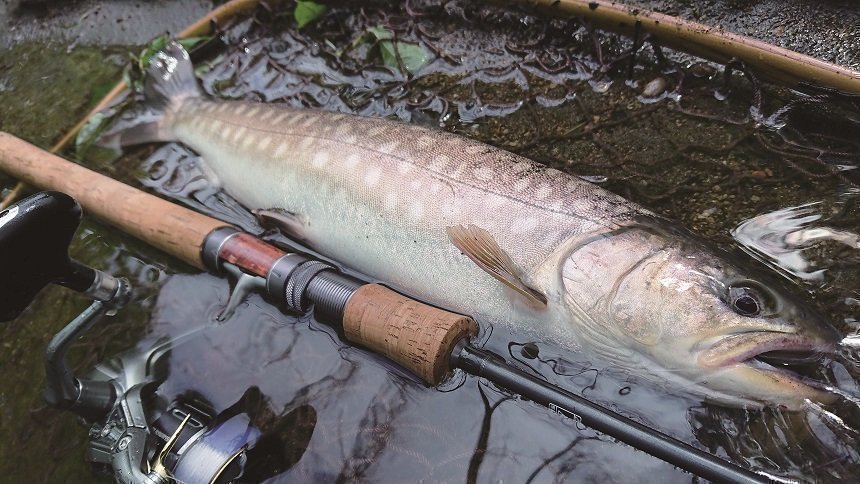 スペックKで釣り上げられたイワナの写真