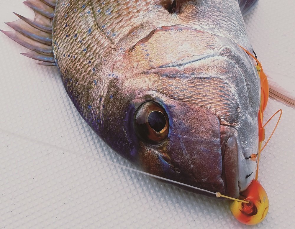 タイゲームSSDで釣った真鯛の写真