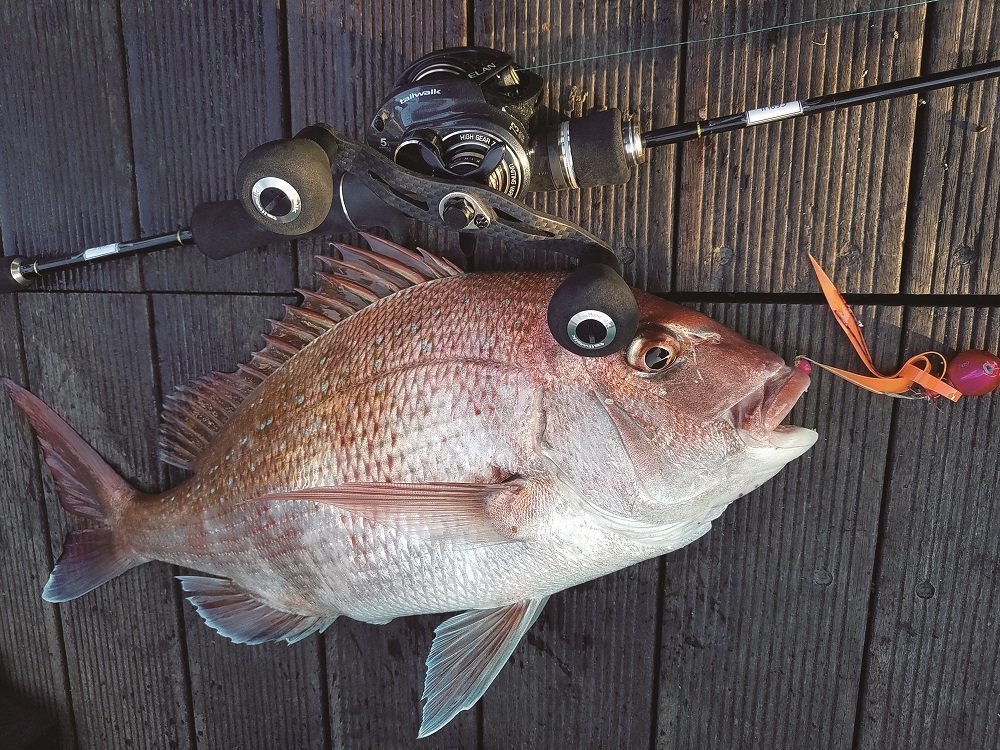タイゲームSSDと釣れた真鯛の写真