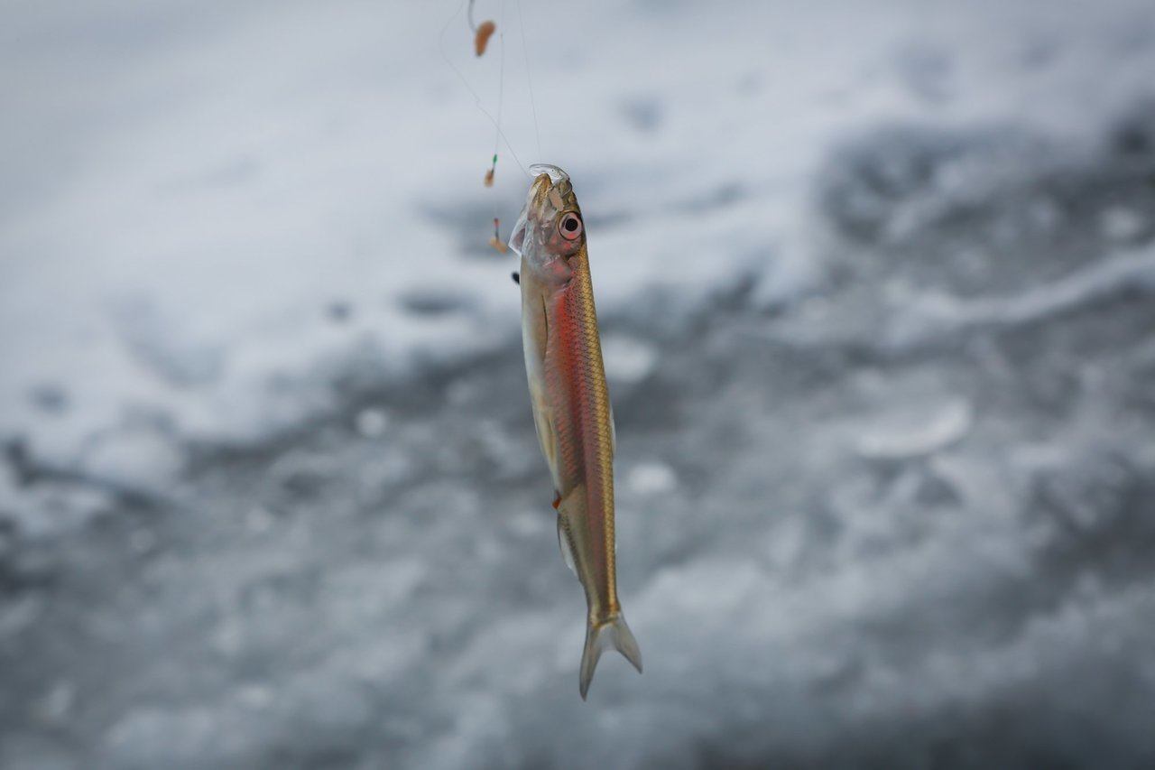 ワカサギの写真