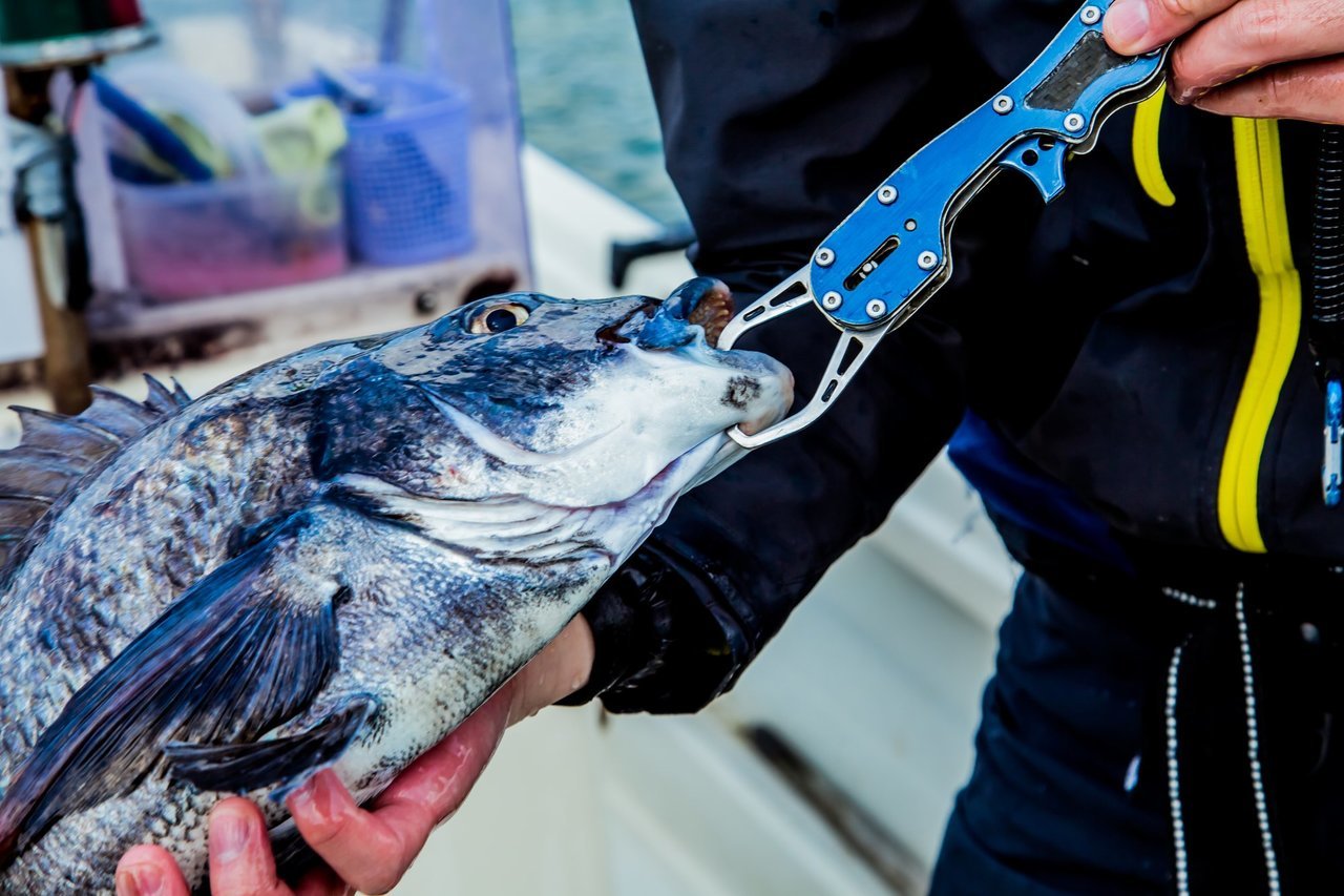 フィッシュグリップの写真