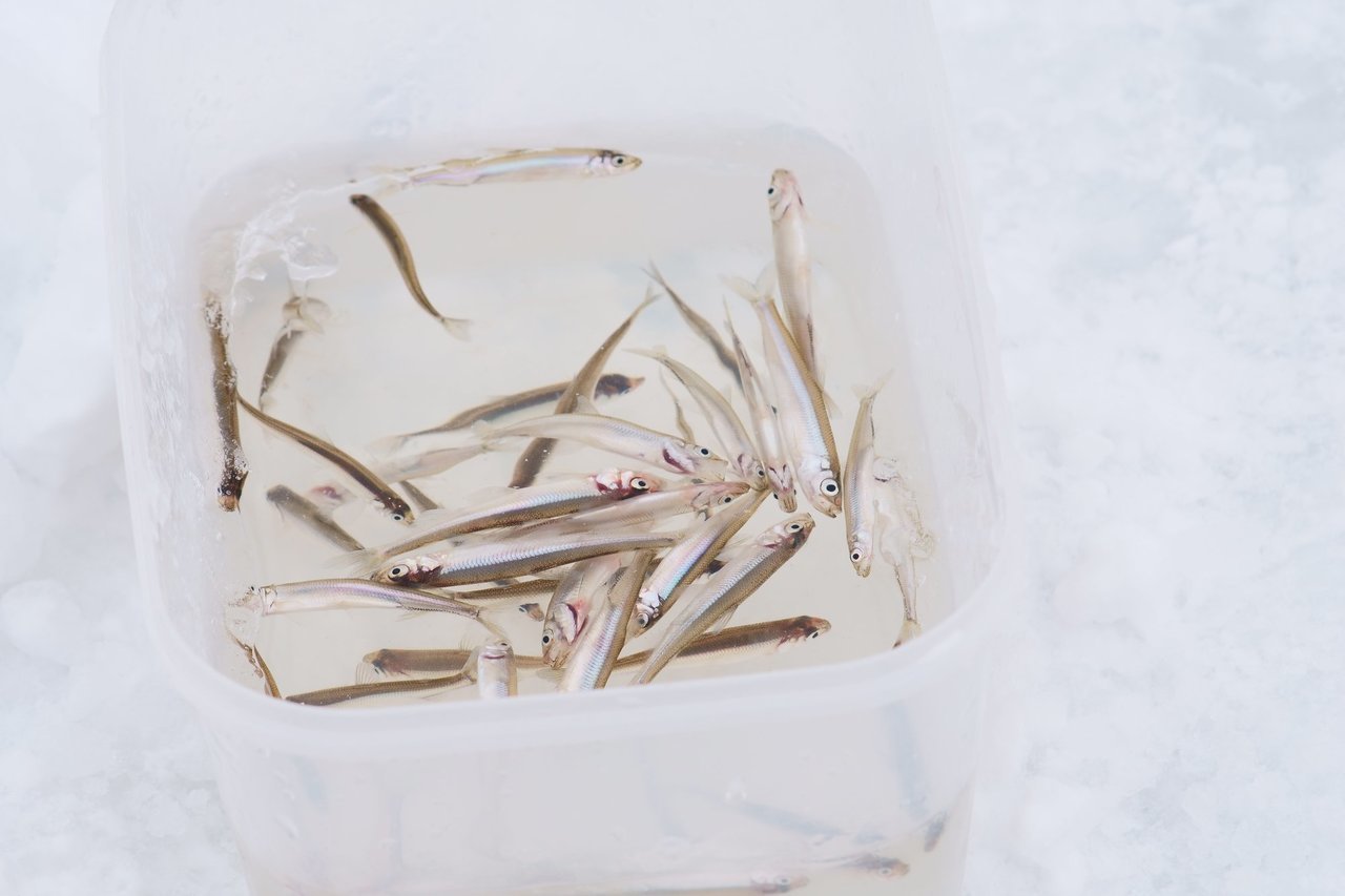 ワカサギの写真