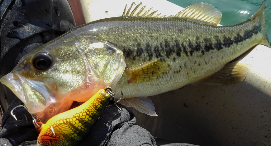 バスとルアーのアップ写真
