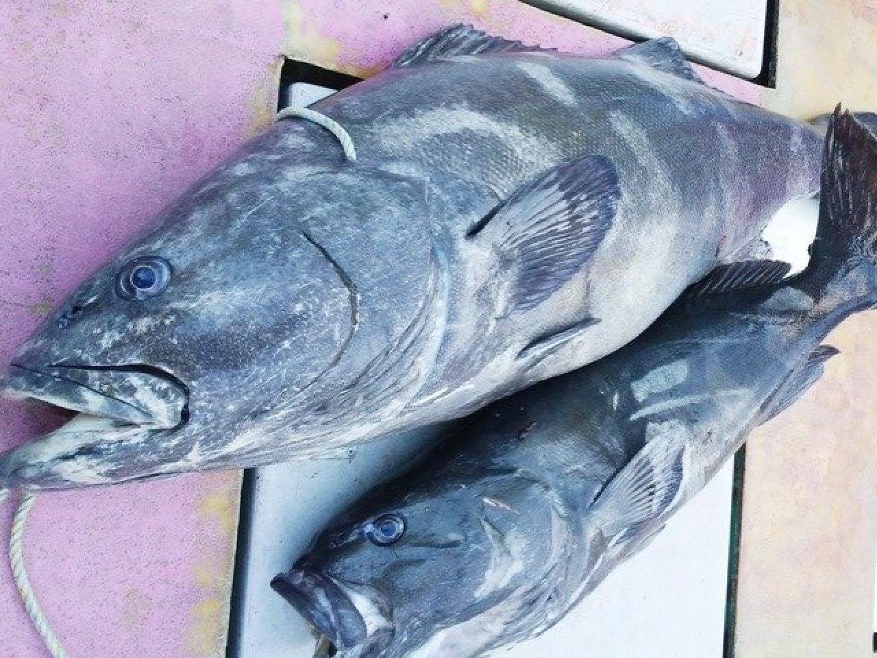 アブラボウズの写真